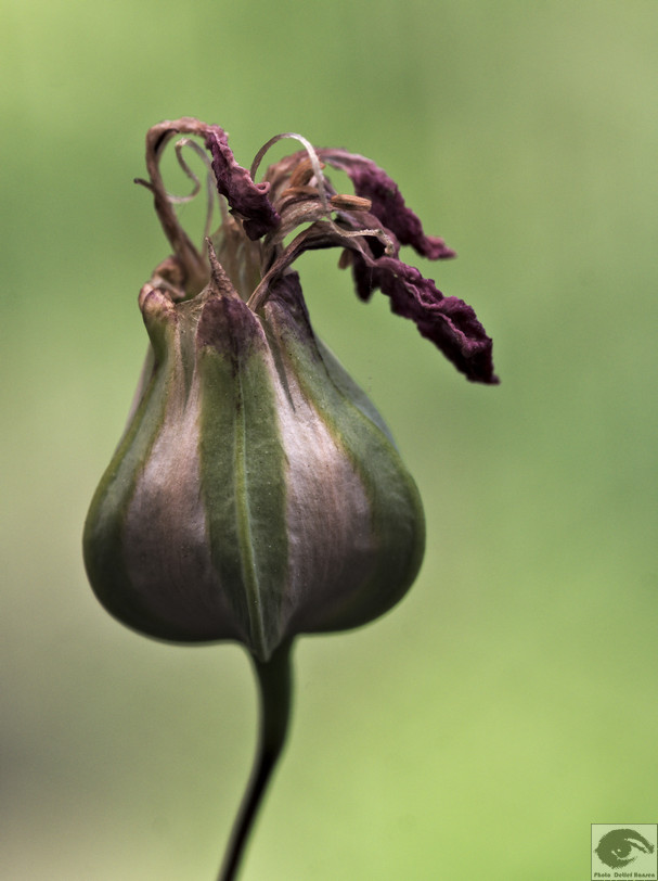  DH82701 welke Blumen